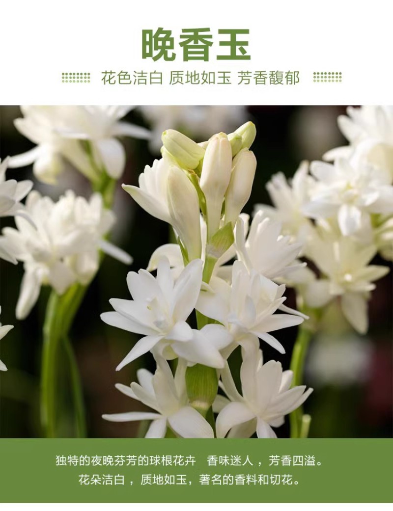 晚香玉种球夜来香花苗盆栽多年生庭院四季易活浓香型花卉植物