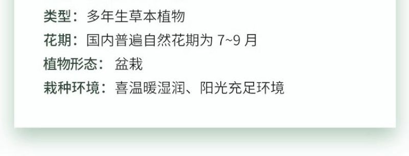 晚香玉种球夜来香花苗盆栽多年生庭院四季易活浓香型花卉植物
