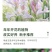 晚香玉种球夜来香花苗盆栽多年生庭院四季易活浓香型花卉植物
