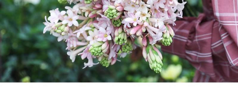 晚香玉种球夜来香花苗盆栽多年生庭院四季易活浓香型花卉植物