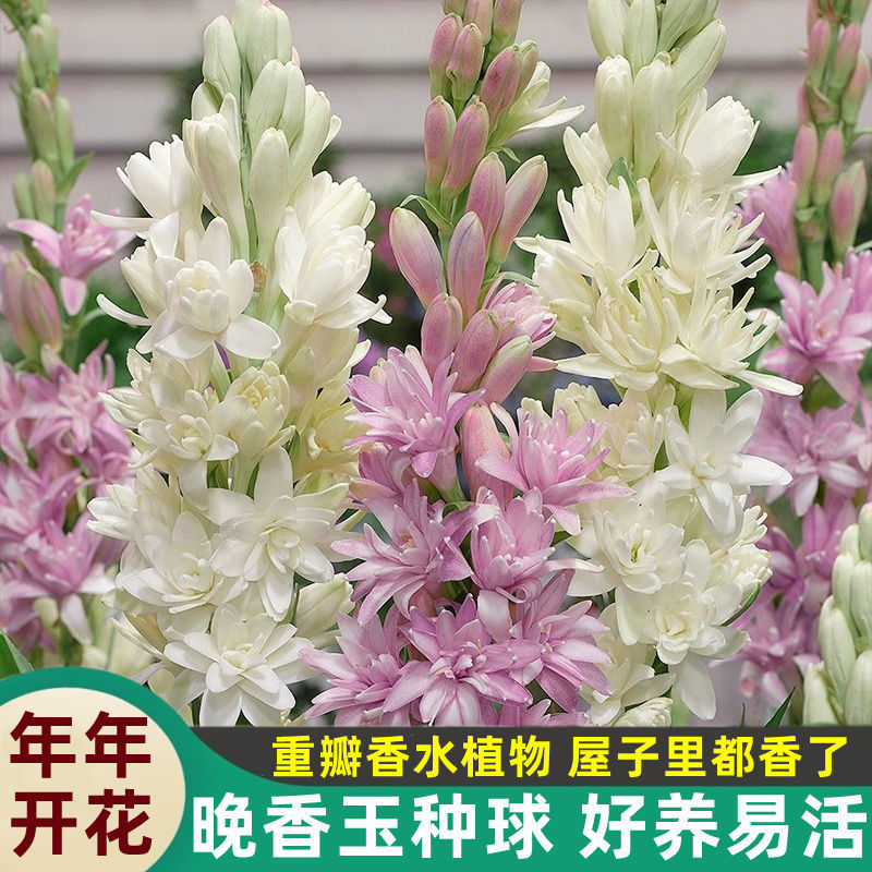 晚香玉种球夜来香盆栽活花卉球根植物庭院多季阳台开花