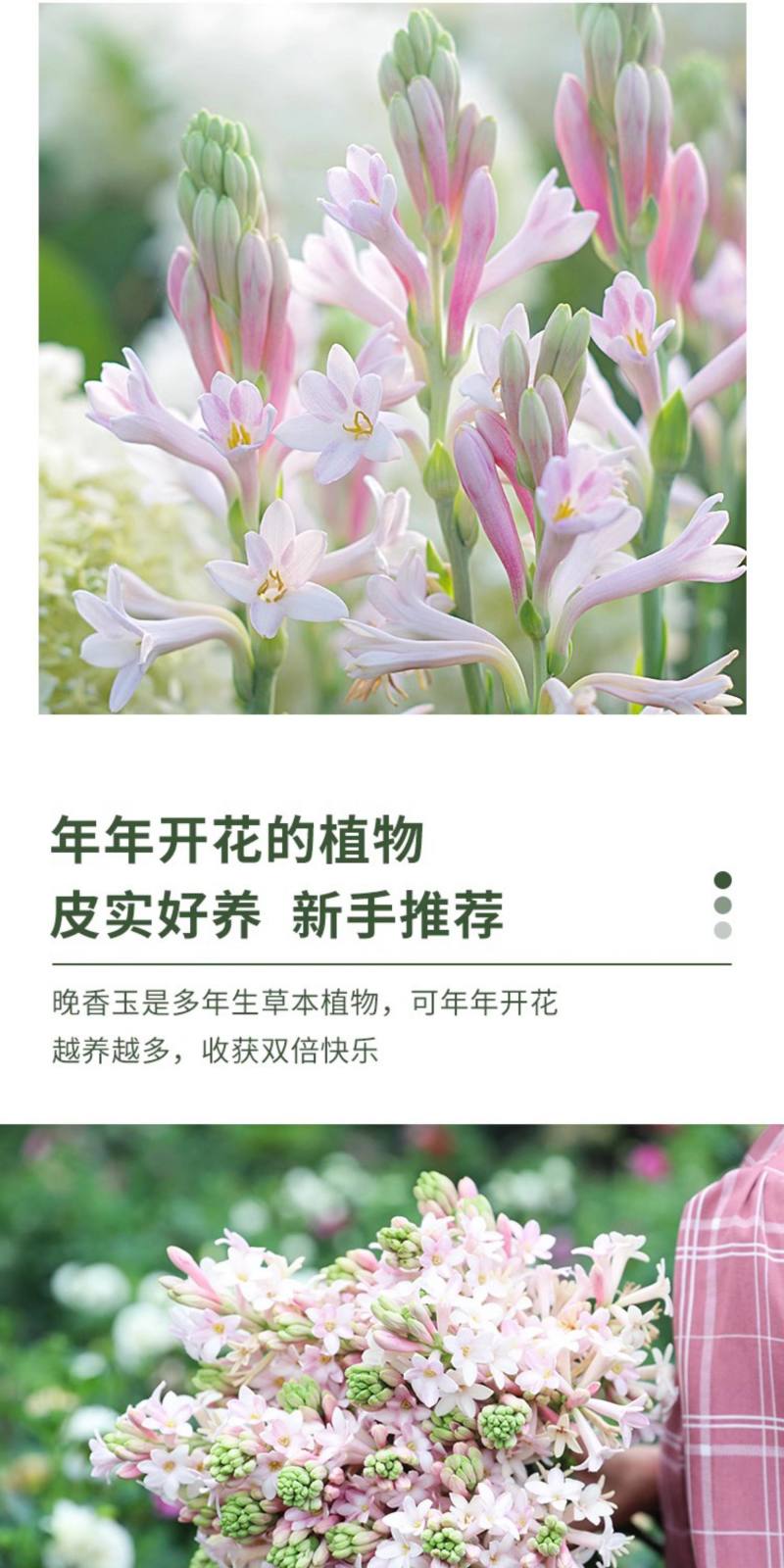 晚香玉种球夜来香盆栽活花卉球根植物庭院多季阳台开花