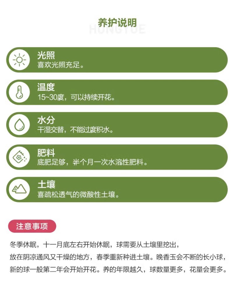 晚香玉种球夜来香盆栽活花卉球根植物庭院多季阳台开花