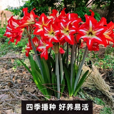 朱顶红种球多年生植物好养易繁殖四季大土朱盆栽阳台庭院花卉