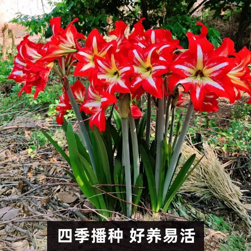 朱顶红种球多年生植物好养易繁殖四季大土朱盆栽阳台庭院花卉