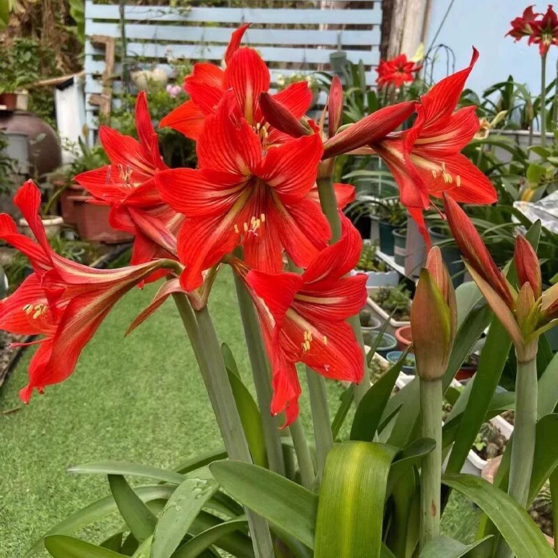 朱顶红种球多年生植物好养易繁殖四季大土朱盆栽阳台庭院花卉
