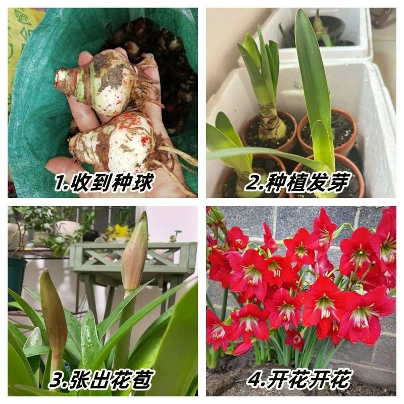 朱顶红种球多年生植物好养易繁殖四季大土朱盆栽阳台庭院花卉