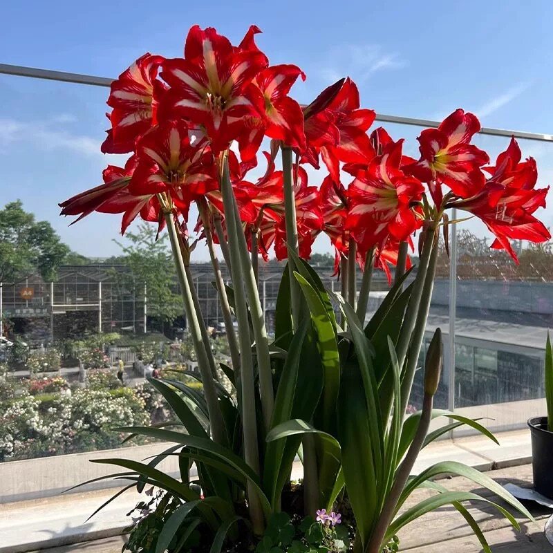 朱顶红种球多年生植物好养易繁殖四季大土朱盆栽阳台庭院花卉