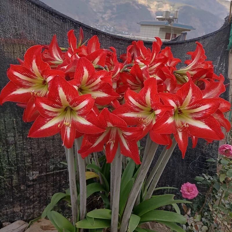 朱顶红种球多年生植物好养易繁殖四季大土朱盆栽阳台庭院花卉