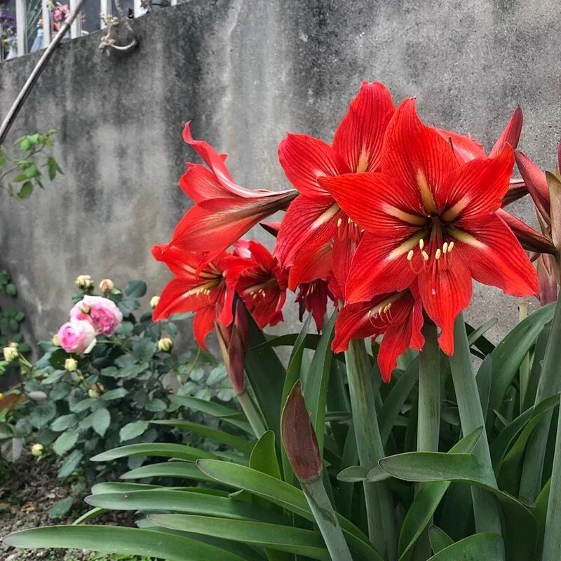 朱顶红种球多年生植物好养易繁殖四季大土朱盆栽阳台庭院花卉
