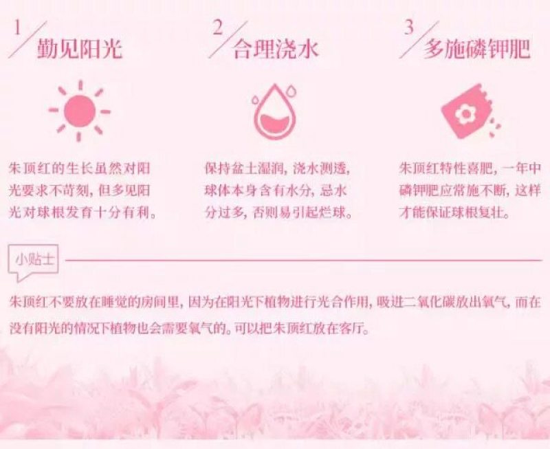 朱顶红种球多年生植物好养易繁殖四季大土朱盆栽阳台庭院花卉