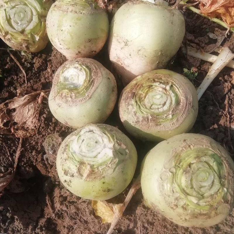 二道眉芥菜种子疙瘩菜大头菜春秋种植大头菜基地型