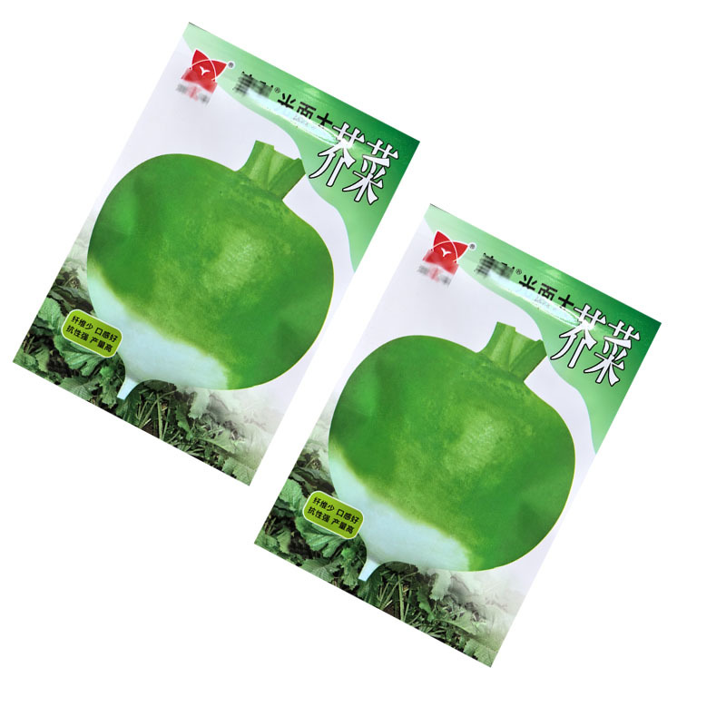 光面大芥菜种子大疙瘩菜大头菜表皮光滑大田基地型