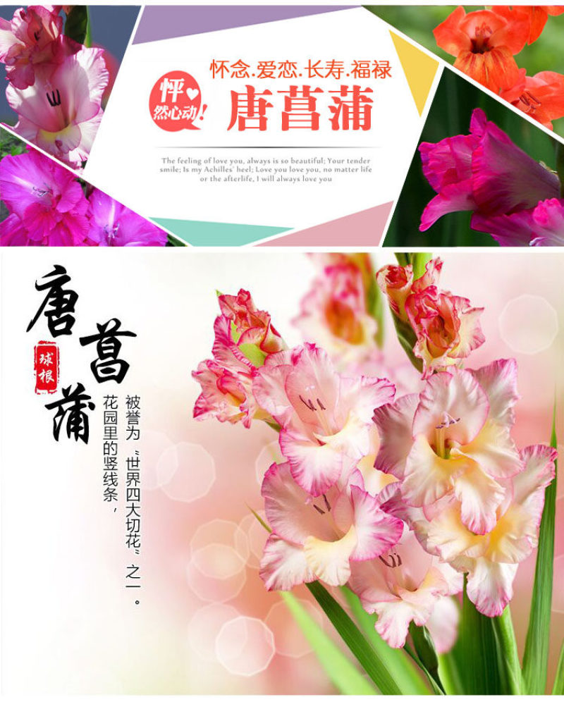 剑兰种球唐菖蒲种球多年生四季种植盆栽地栽切花卉球根绿植物