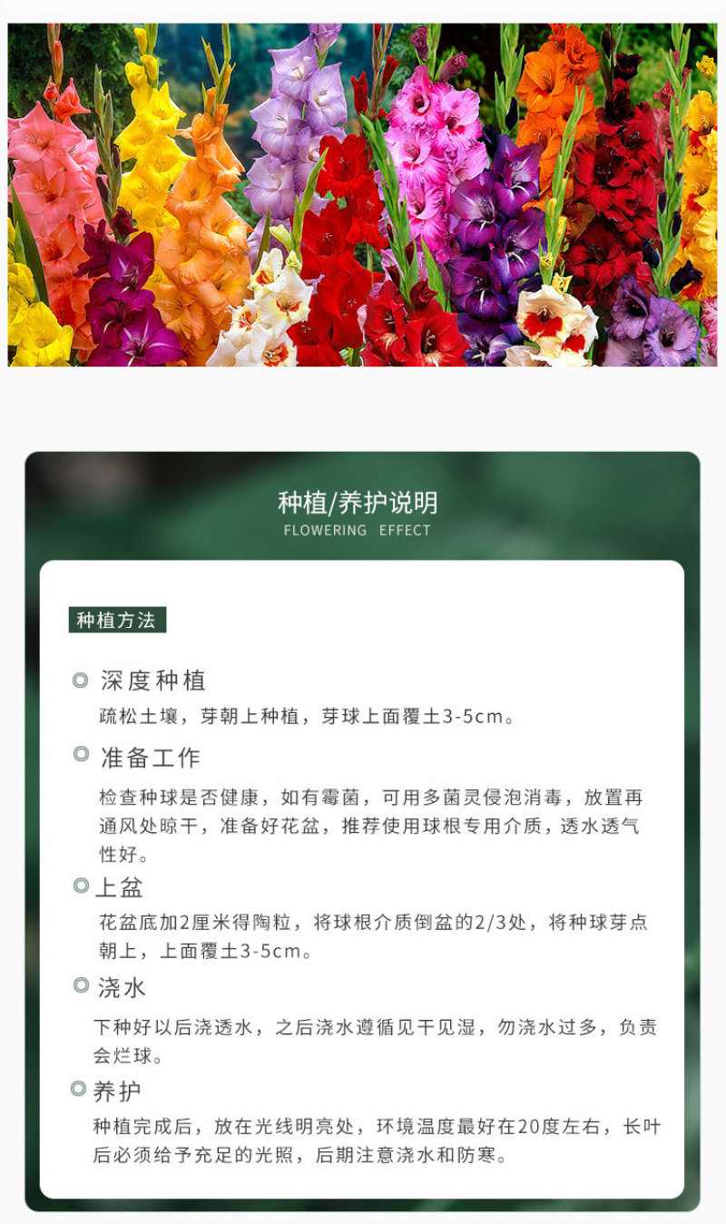 剑兰种球唐菖蒲种球多年生四季种植盆栽地栽切花卉球根绿植物