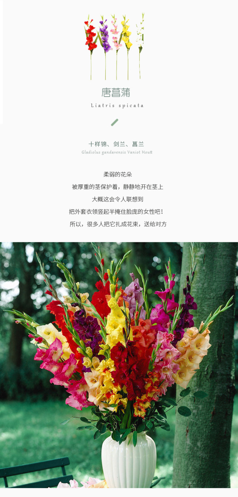 剑兰种球唐菖蒲种球多年生四季种植盆栽地栽切花卉球根绿植物