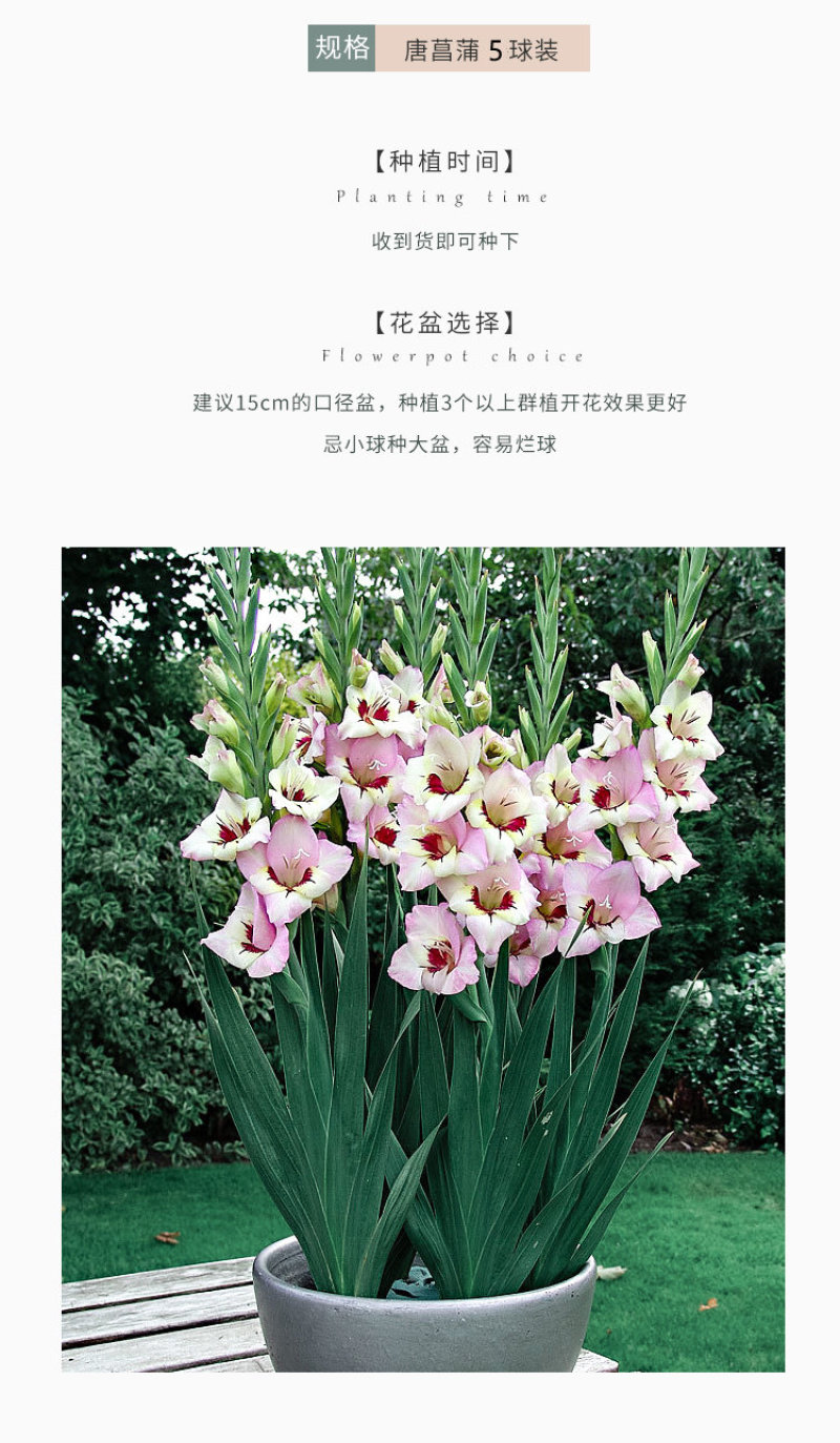 剑兰种球唐菖蒲种球多年生四季种植盆栽地栽切花卉球根绿植物