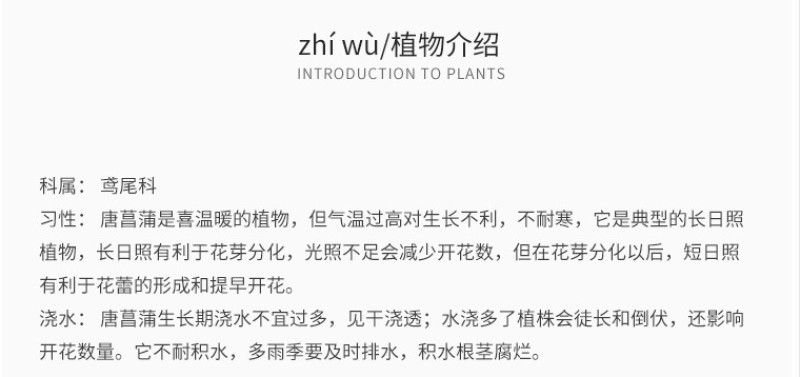 剑兰种球唐菖蒲种球多年生四季种植盆栽地栽切花卉球根绿植物