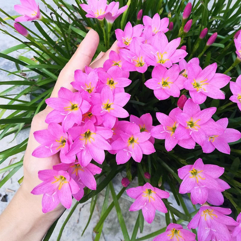 风雨兰种球四季易种花草葱兰韭兰花子阳台盆栽室内外植物花卉