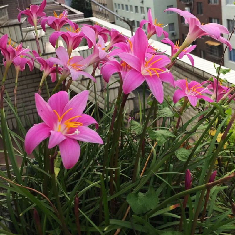 风雨兰种球四季易种花草葱兰韭兰花子阳台盆栽室内外植物花卉