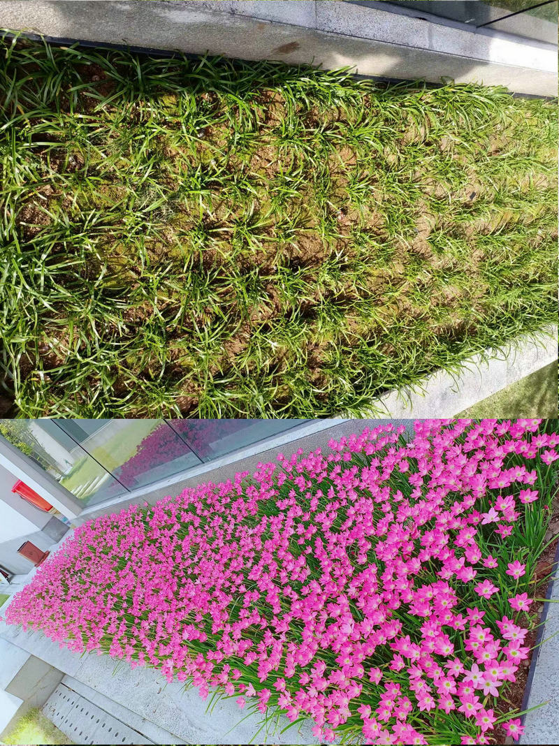风雨兰种球四季易种花草葱兰韭兰花子阳台盆栽室内外植物花卉
