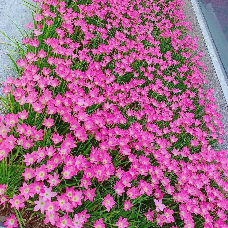 风雨兰种球四季易种花草葱兰韭兰花子阳台盆栽室内外植物花卉