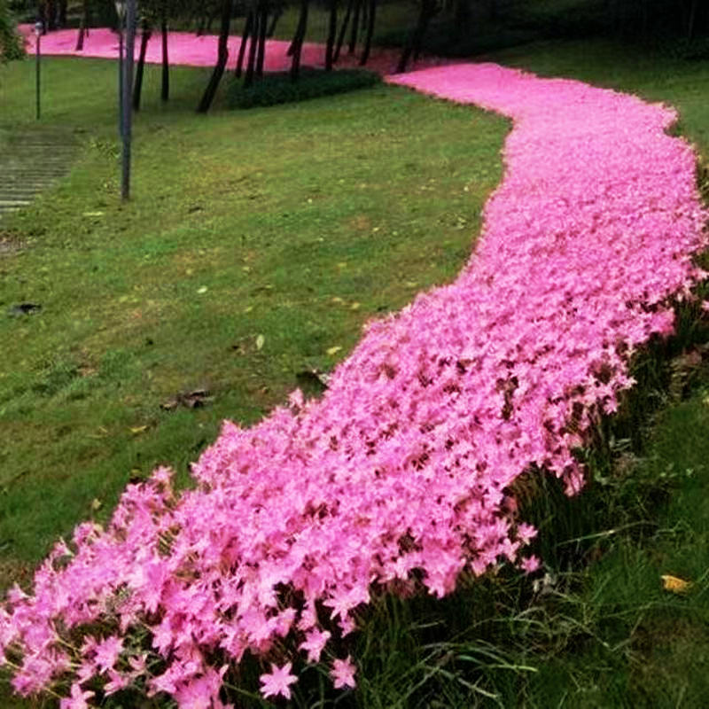 风雨兰种球四季易种花草葱兰韭兰花子阳台盆栽室内外植物花卉