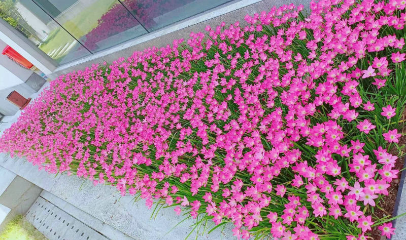 风雨兰种球四季易种花草葱兰韭兰花子阳台盆栽室内外植物花卉