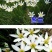 风雨兰种球四季易种花草葱兰韭兰花子阳台盆栽室内外植物花卉