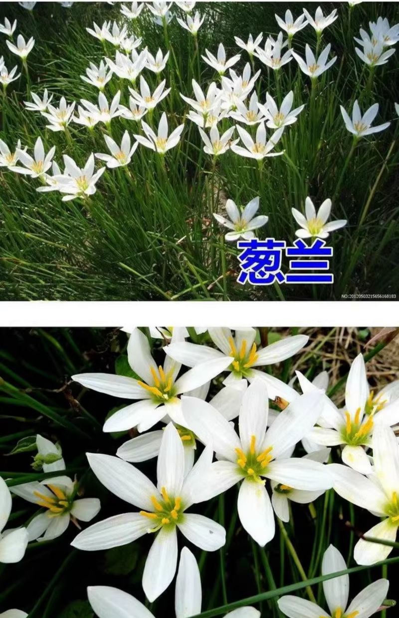 风雨兰种球四季易种花草葱兰韭兰花子阳台盆栽室内外植物花卉