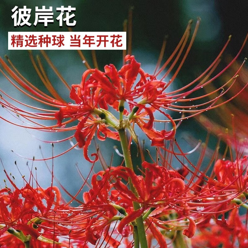 彼岸花种球曼珠沙华盆栽红花换锦石蒜大种球阳台花卉四季种植