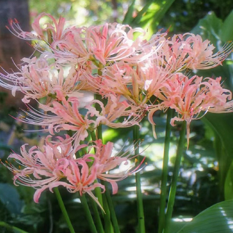 彼岸花种球曼珠沙华盆栽红花换锦石蒜大种球阳台花卉四季种植