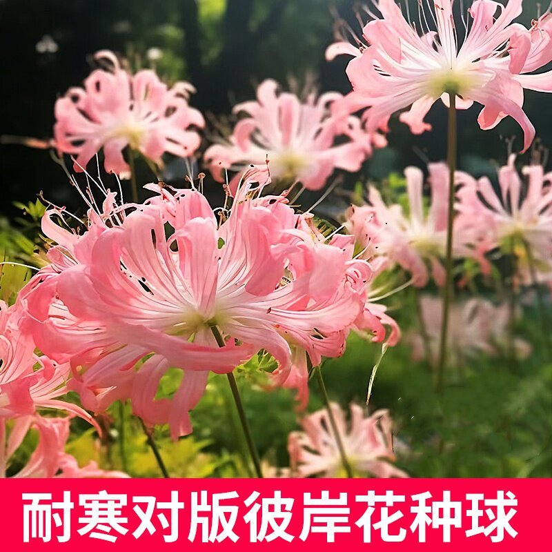 彼岸花种球曼珠沙华盆栽红花换锦石蒜大种球阳台花卉四季种植