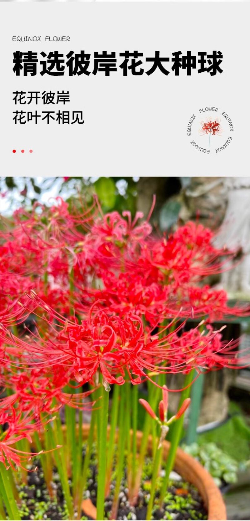 彼岸花种球曼珠沙华盆栽红花换锦石蒜大种球阳台花卉四季种植
