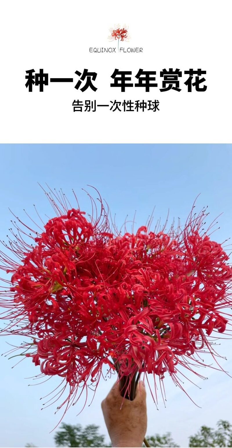 彼岸花种球曼珠沙华盆栽红花换锦石蒜大种球阳台花卉四季种植