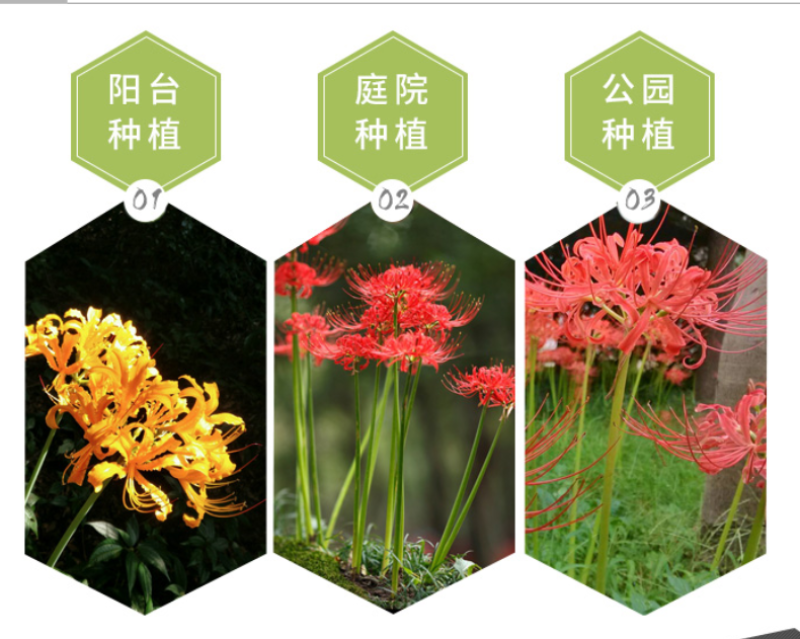 彼岸花种球曼珠沙华盆栽红花换锦石蒜大种球阳台花卉四季种植