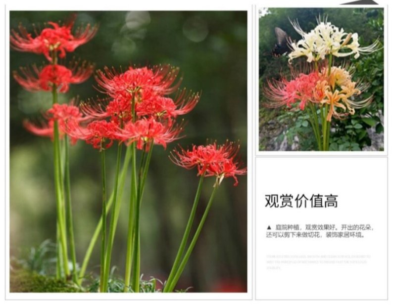 彼岸花种球曼珠沙华盆栽红花换锦石蒜大种球阳台花卉四季种植