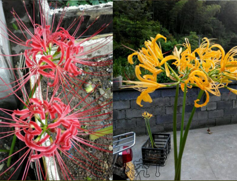 彼岸花种球曼珠沙华盆栽红花换锦石蒜大种球阳台花卉四季种植