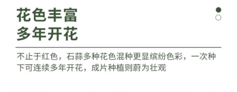彼岸花种球曼珠沙华盆栽红花换锦石蒜大种球阳台花卉四季种植