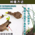 彼岸花种球曼珠沙华盆栽红花换锦石蒜大种球阳台花卉四季种植