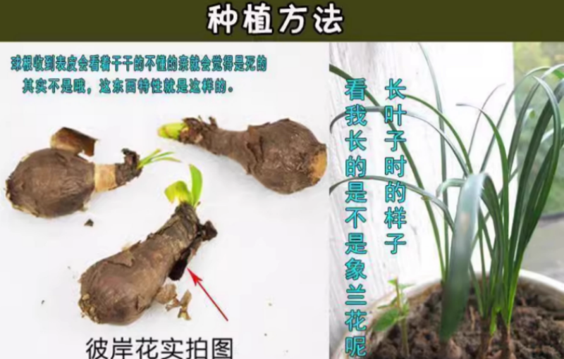 彼岸花种球曼珠沙华盆栽红花换锦石蒜大种球阳台花卉四季种植