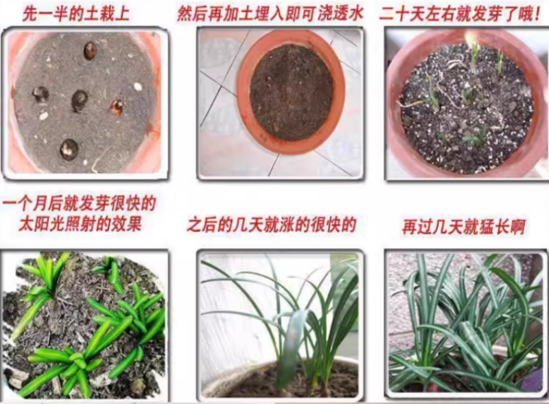 彼岸花种球曼珠沙华盆栽红花换锦石蒜大种球阳台花卉四季种植