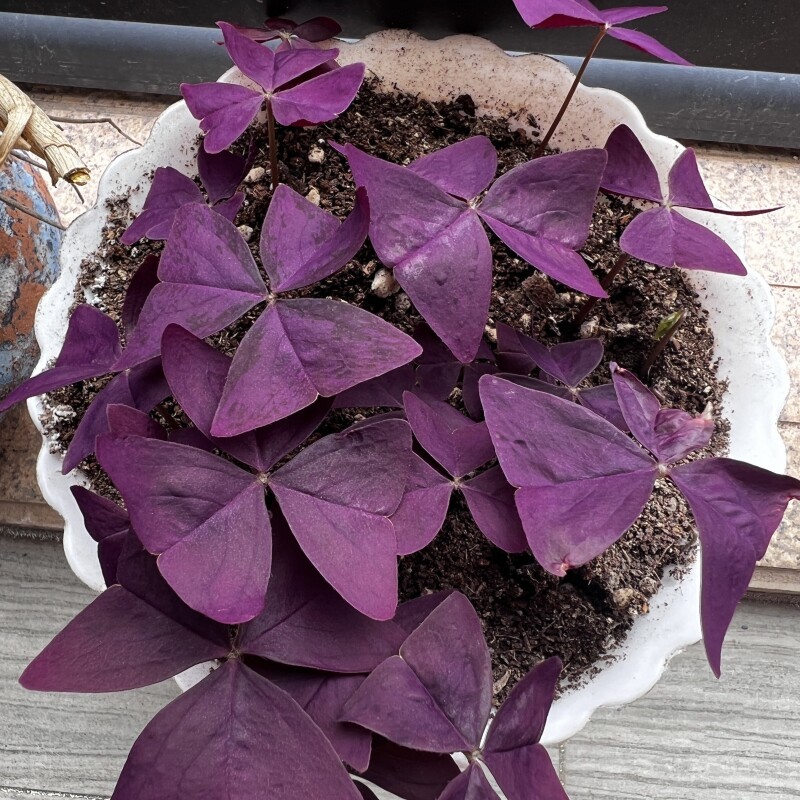 酢浆草种球多年生三叶幸运草炸酱草盆栽阳台花园紫色植物