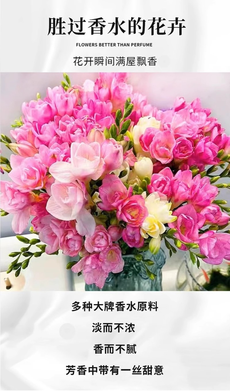香雪兰花球盆栽重瓣种小苍兰带芽种根带花苞混色盆栽多季开花