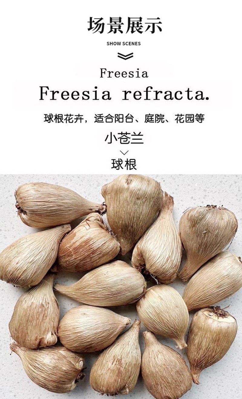 香雪兰花球盆栽重瓣种小苍兰带芽种根带花苞混色盆栽多季开花