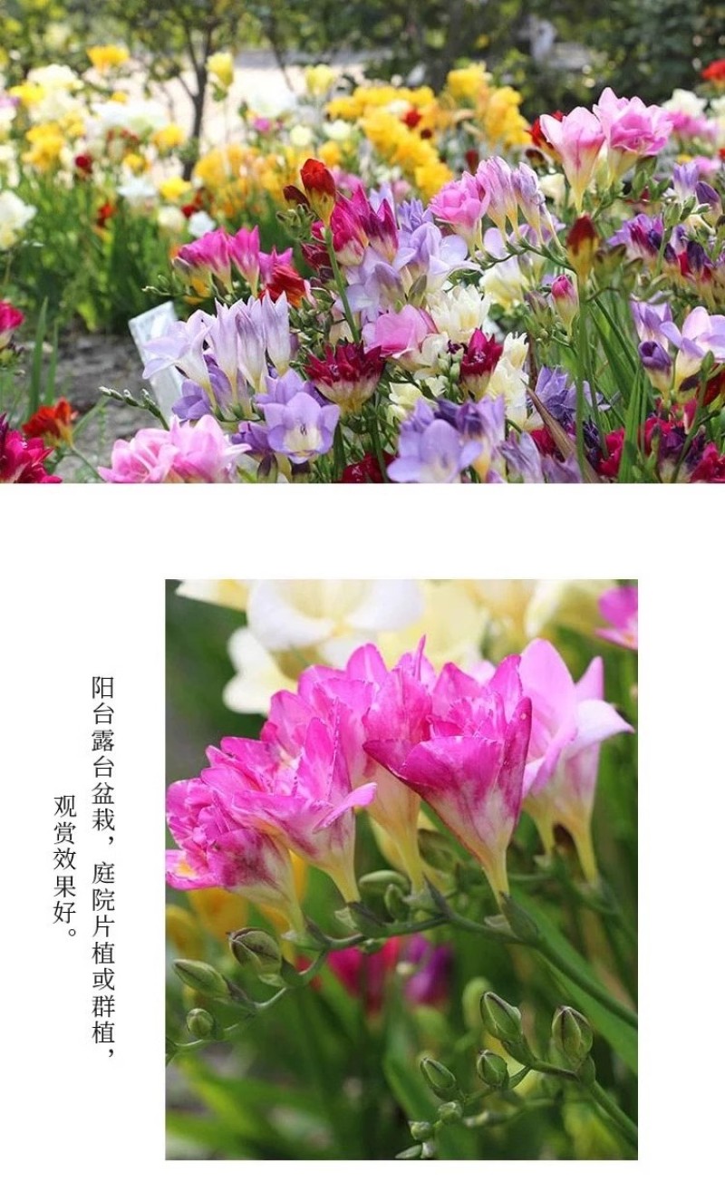 香雪兰花球盆栽重瓣种小苍兰带芽种根带花苞混色盆栽多季开花