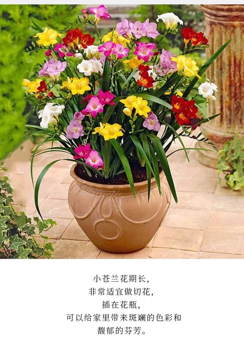 香雪兰花球盆栽重瓣种小苍兰带芽种根带花苞混色盆栽多季开花