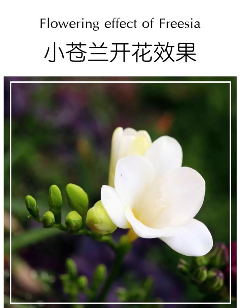 香雪兰花球盆栽重瓣种小苍兰带芽种根带花苞混色盆栽多季开花