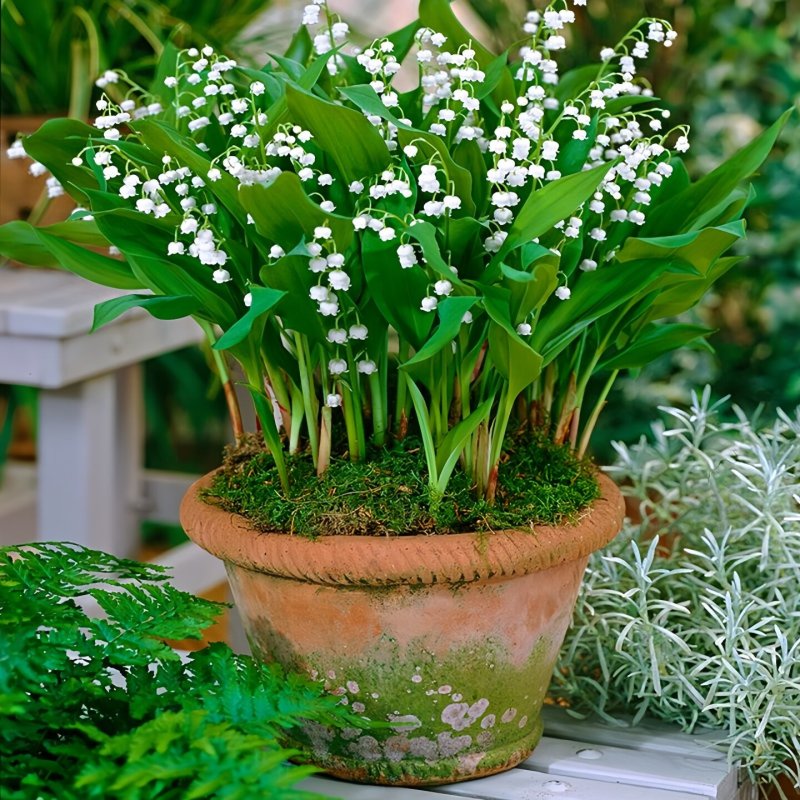 浓香型铃兰花苗带芽种球根水培植物多年生室内外阳台耐寒花卉