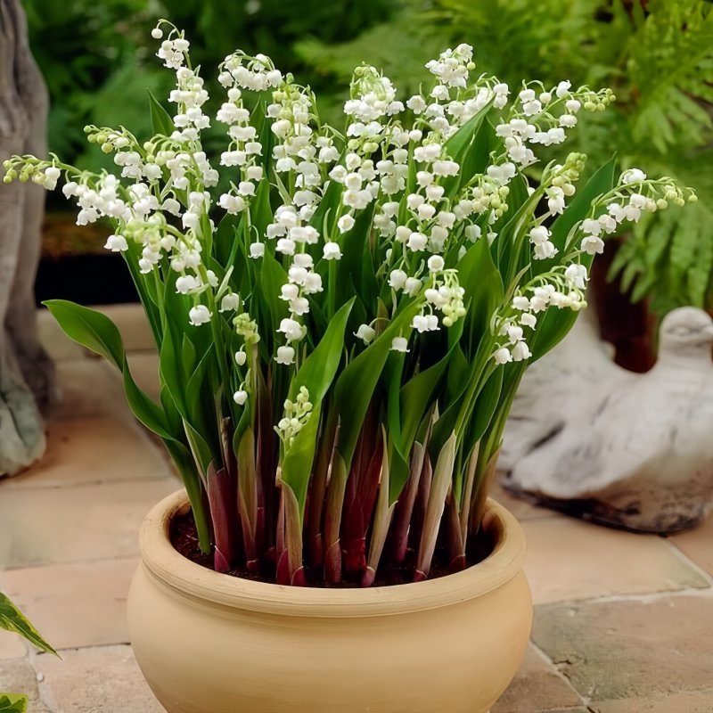 浓香型铃兰花苗带芽种球根水培植物多年生室内外阳台耐寒花卉